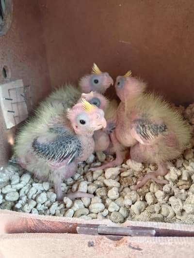 cocktail chicks for hand tame and breeder pair