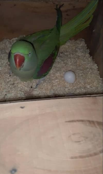 Talking breader female for sale 03288104963