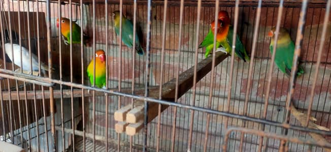 Lovebird Huge Size Pairs Available