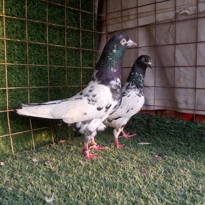 rampuri tedi/ golden joror wali pigeon . . . 1300per pic