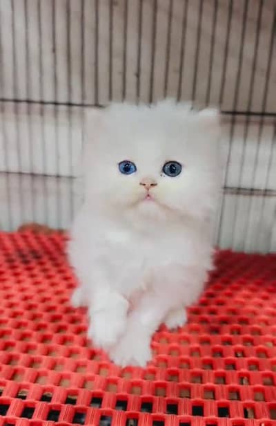 Persian Cats & Kittens for Sale may WhatsApp 03126762031