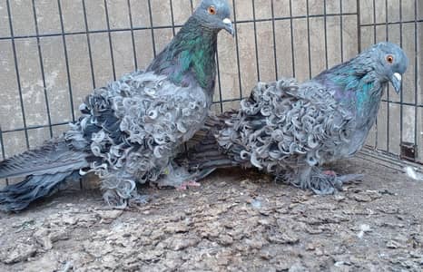 fancy pigeon | kabutar| Jacobin|  frillback saddle | amarican fantail|