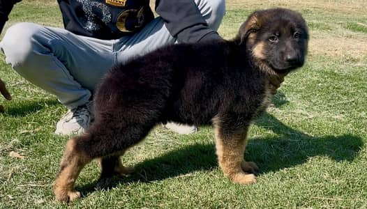 German shepherd pair available