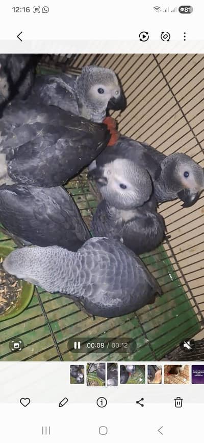African grey chickc price one pic 140000