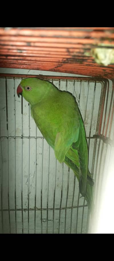 Green. perot full active hai