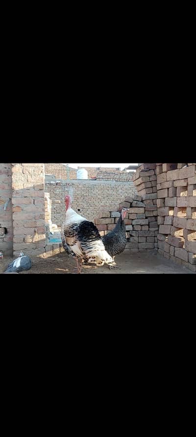 Turkey birds chena breeder pair