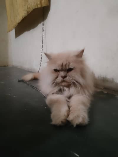 dono female Hain white or fawn colour healthy litter train