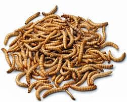 Meal worms Fresh Healthy Available
