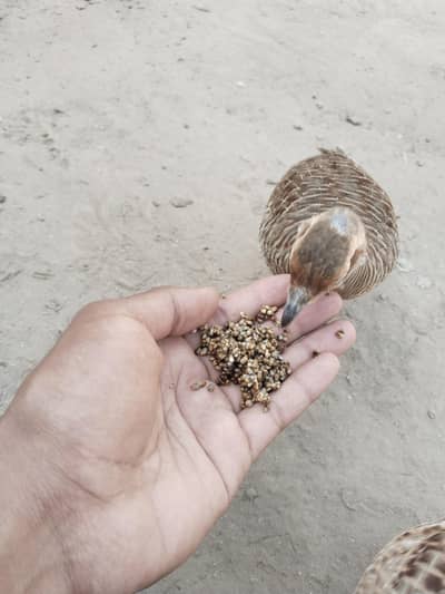 friendly hand tamed teetari