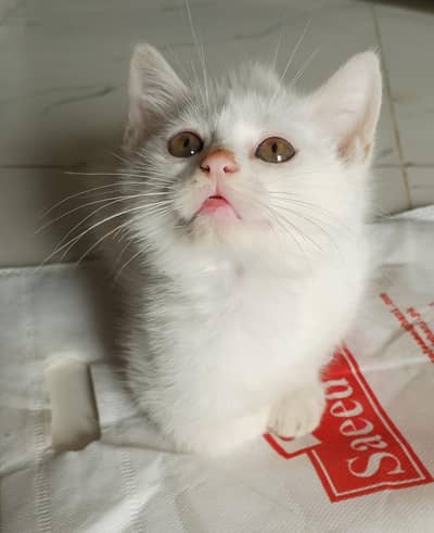 Semi-Persian kitten (single coat) available for sale