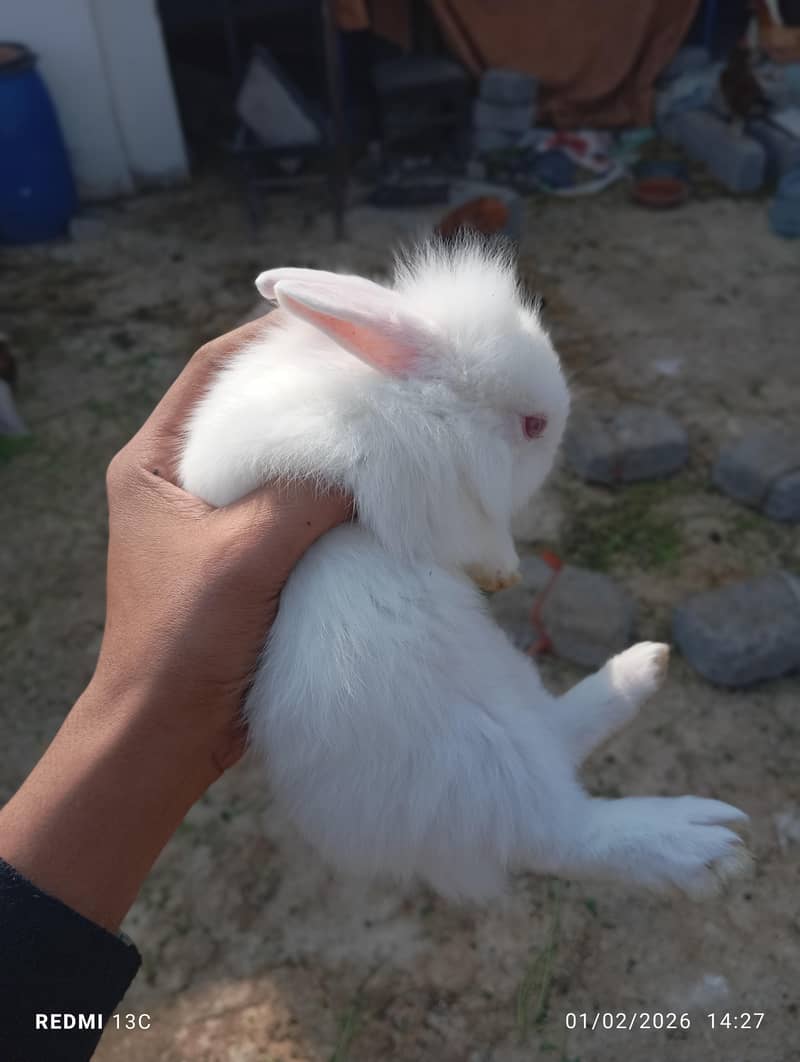 Rabbit babys and adults 4