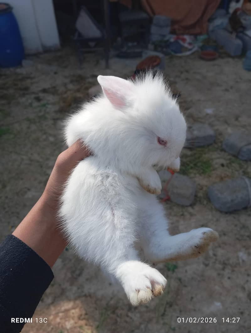 Rabbit babys and adults 1