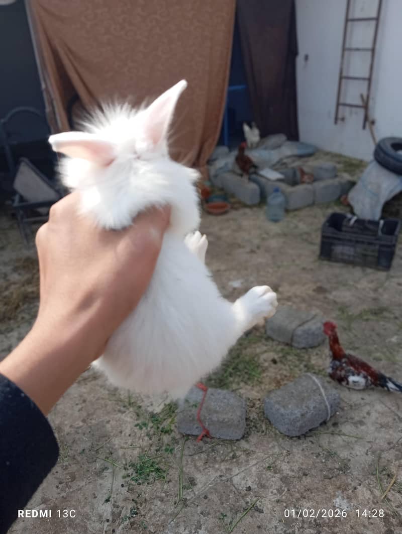 Rabbit babys and adults 2