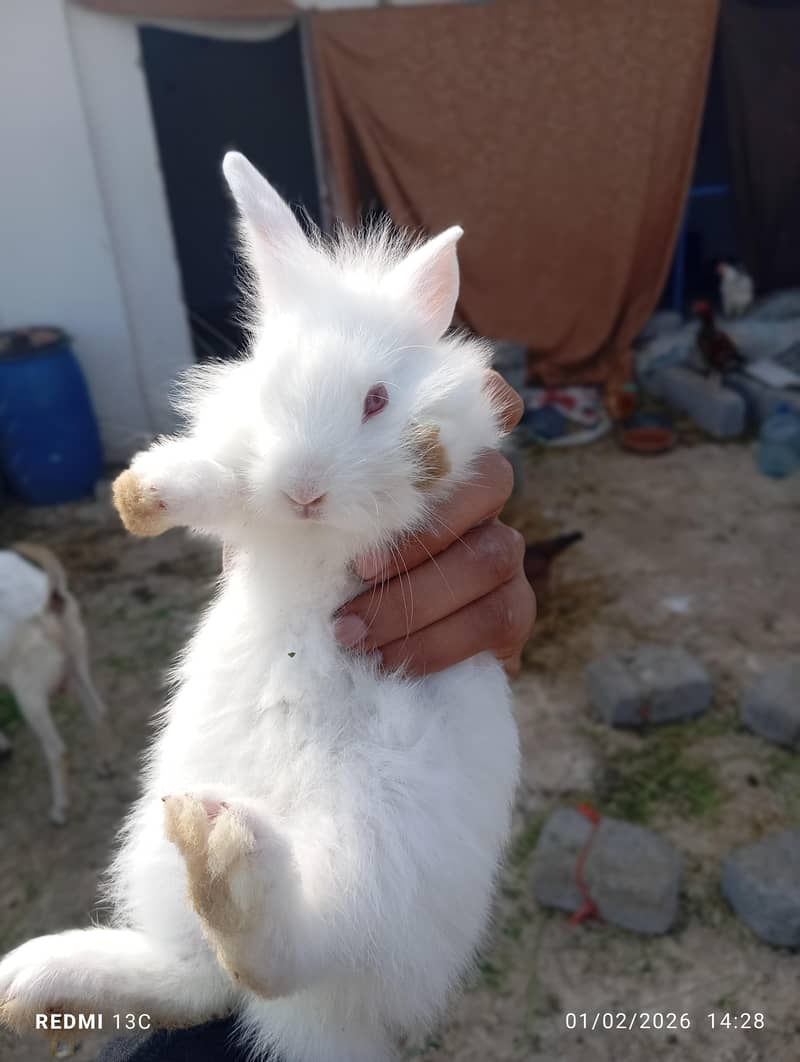Rabbit babys and adults 0