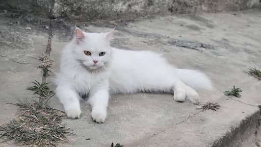 cat female for sale
