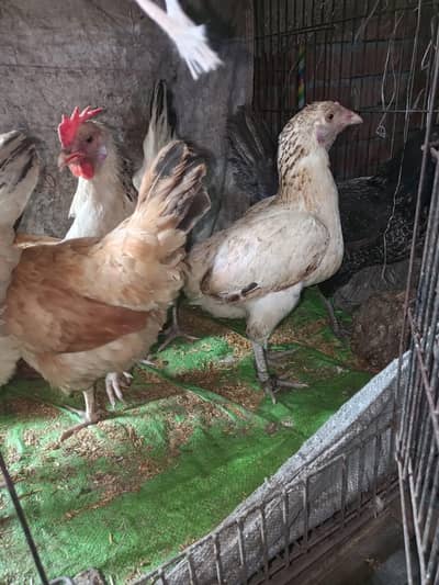 dasi * lohman murgyia.