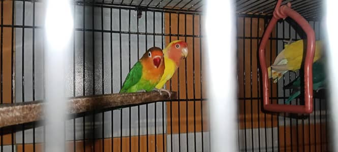 alll pairs sale urgent