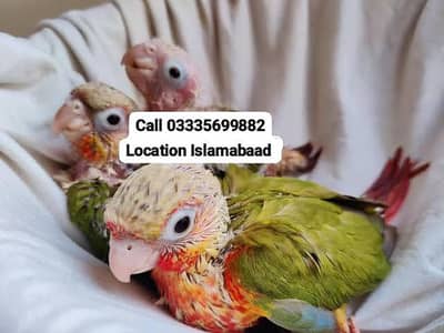 Each 5500 Pineapple Conoure Parrots Chicks Red Factor