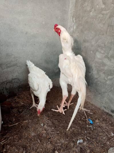 paper white German shamo chichks available