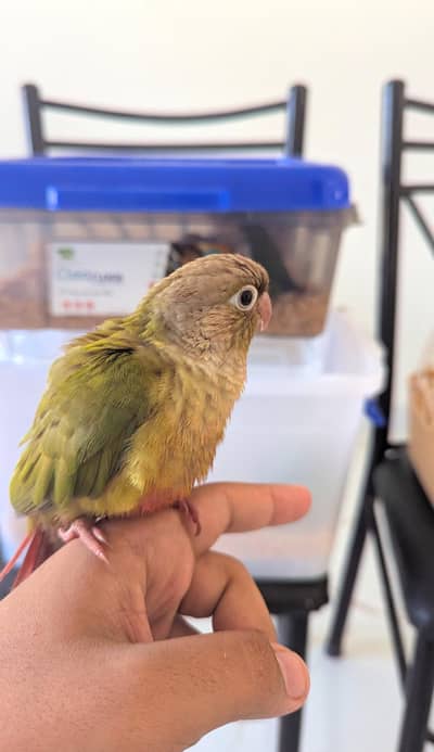 ​ HAND-TAMED Pineapple Conure | Social"Kiss-Giver"| 0-Bite Playful