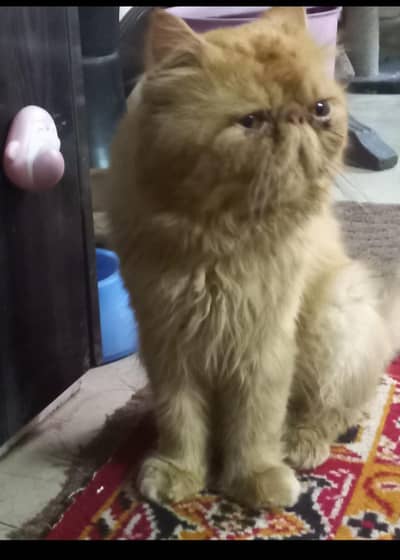 imported kittens| triple Coated|Piki Face kittens/cute|short hair/peki