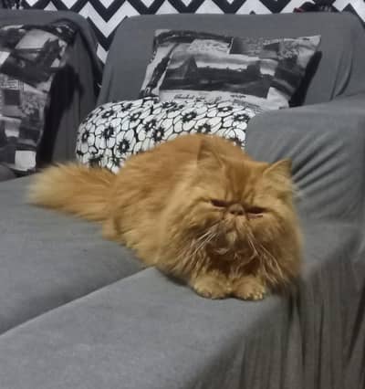 imported kittens| triple Coated|Piki Face kittens/cute|short hair/peki