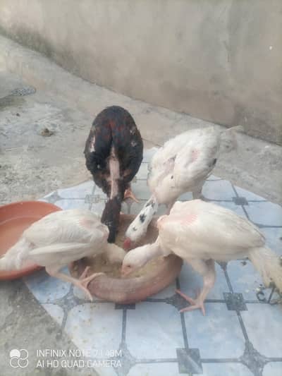 mushky k 2 chicks & Heera aseel k 2 chicks total 4  piece