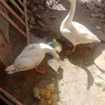 nar and madi wait badakh ki jori hy sath bachey bhi hen