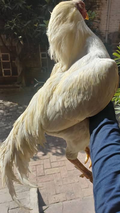 Aseel Shamo Cross heera murga.