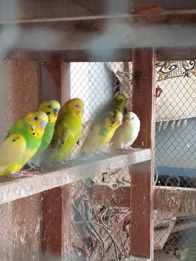 Parrots for sale