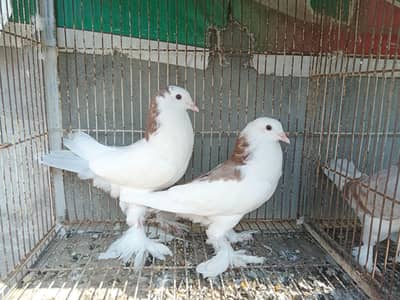 sentient pair for sale