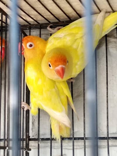 Top Quality Cremino Into Decino Pair