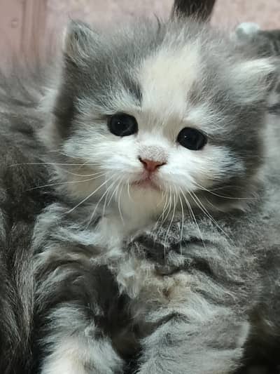 premium quality triple coat tri bi shade kittens available