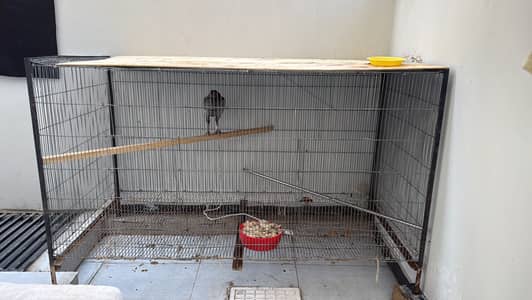 6 Pcs Chicken With Cage