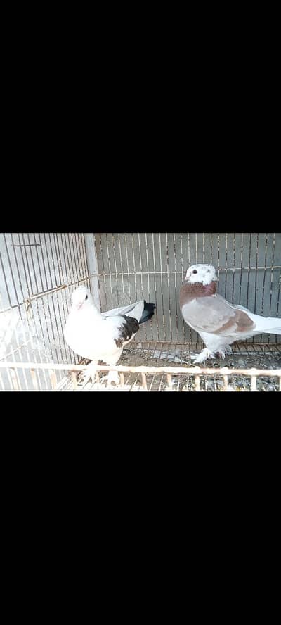 English fantail Luka female for sale