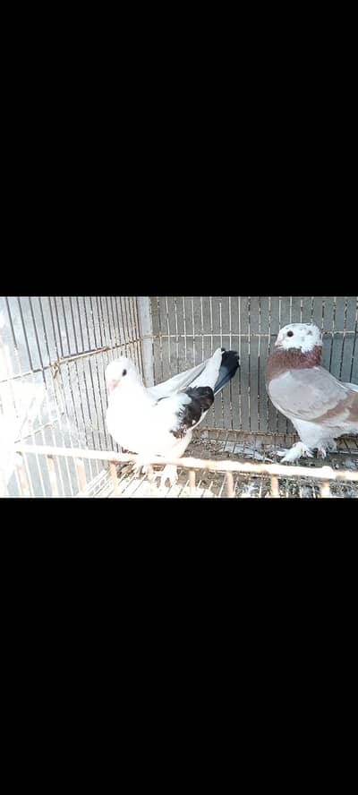 English fantail Luka female for sale