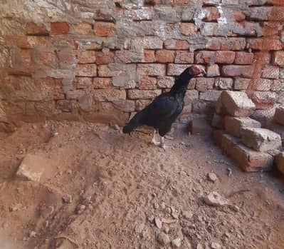 High class old blood aseel madi for sale