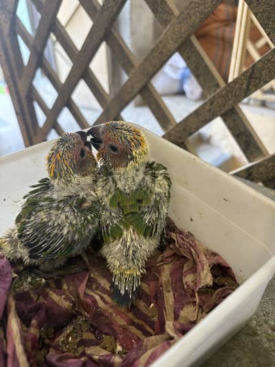 Sunconure chicks  Red factor