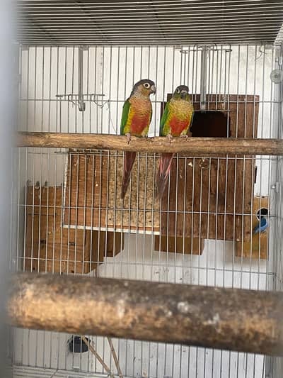 Yellow side conure pair with chick for sale