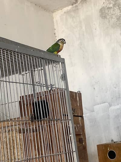 Yellow side conure