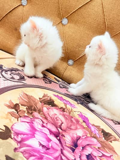 punch face beautiful kitten pair only one month