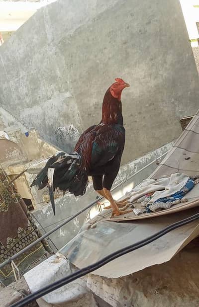 Aseel Sidhi Murga 03028999667