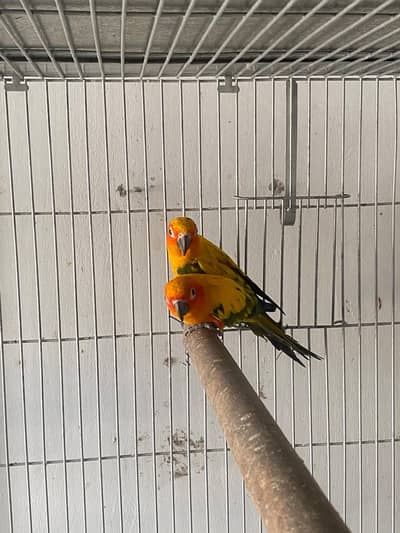 Sun Conure DNA males for sale