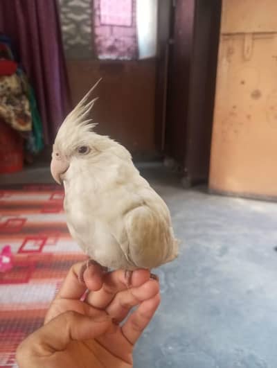 eno cocktail hadtame