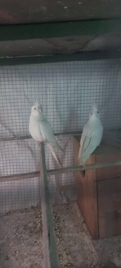 Cockatiel breeder pair for sale