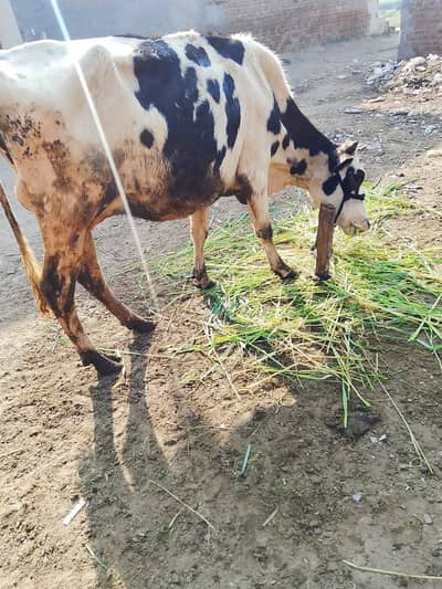 Arstalain cow  | Jersi fresian cross | 1st timer | gaban cow | گائے