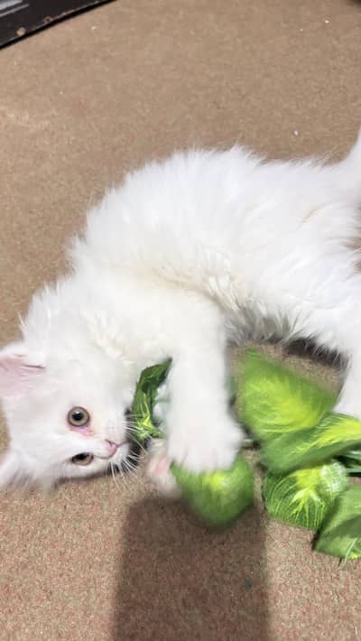 white Persian cat