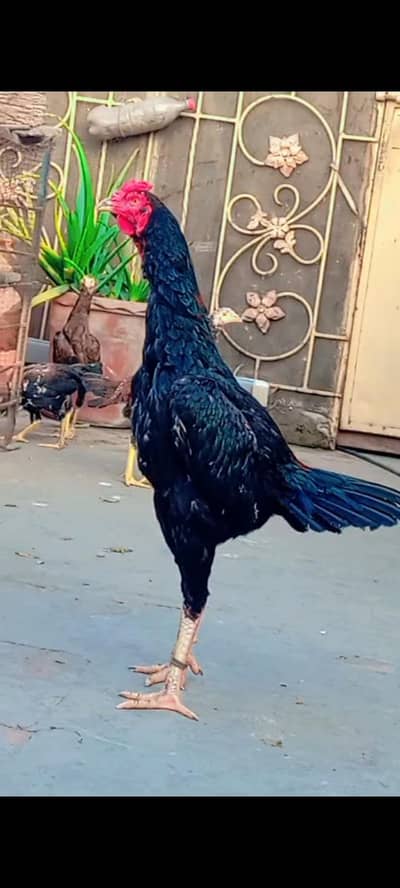 Aseel Sindhi male best quality