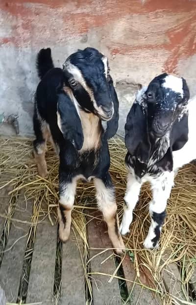 Bakri ka bachy | Bacha |  Male