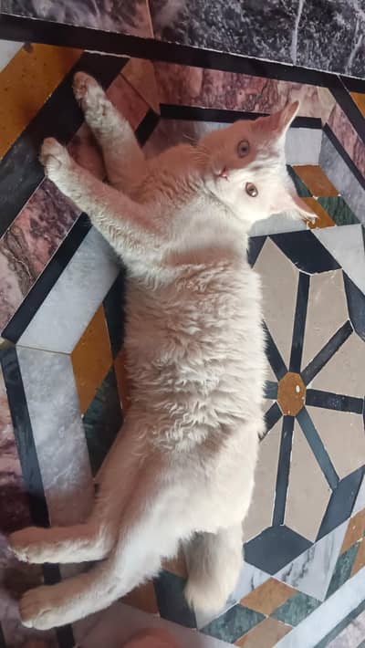 pure white dabal color eyesvery cute persian cate